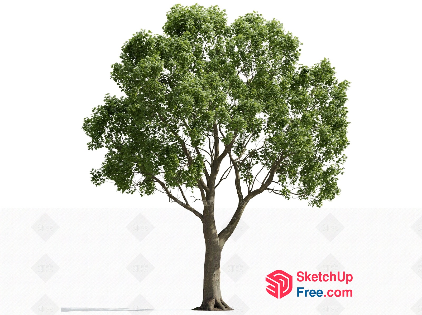 A Large Tree With Green Leaves And A Thick Trunk 3D SketchUp File
