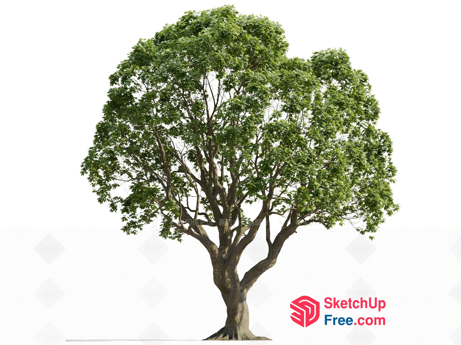 A Tree Standing Alone In A White Space 3D SketchUp File