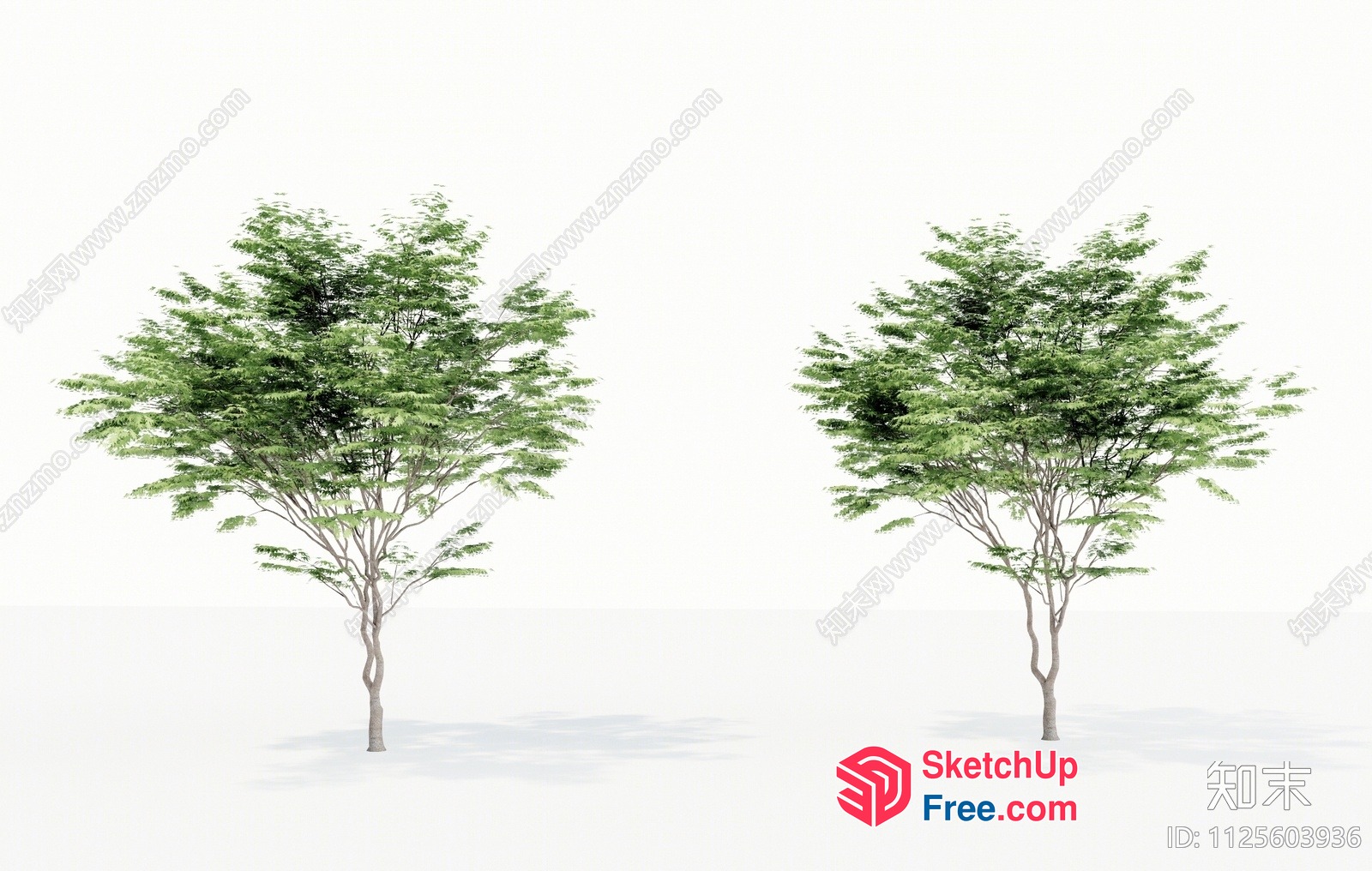 Two Trees Standing In A Field 3D SketchUp File