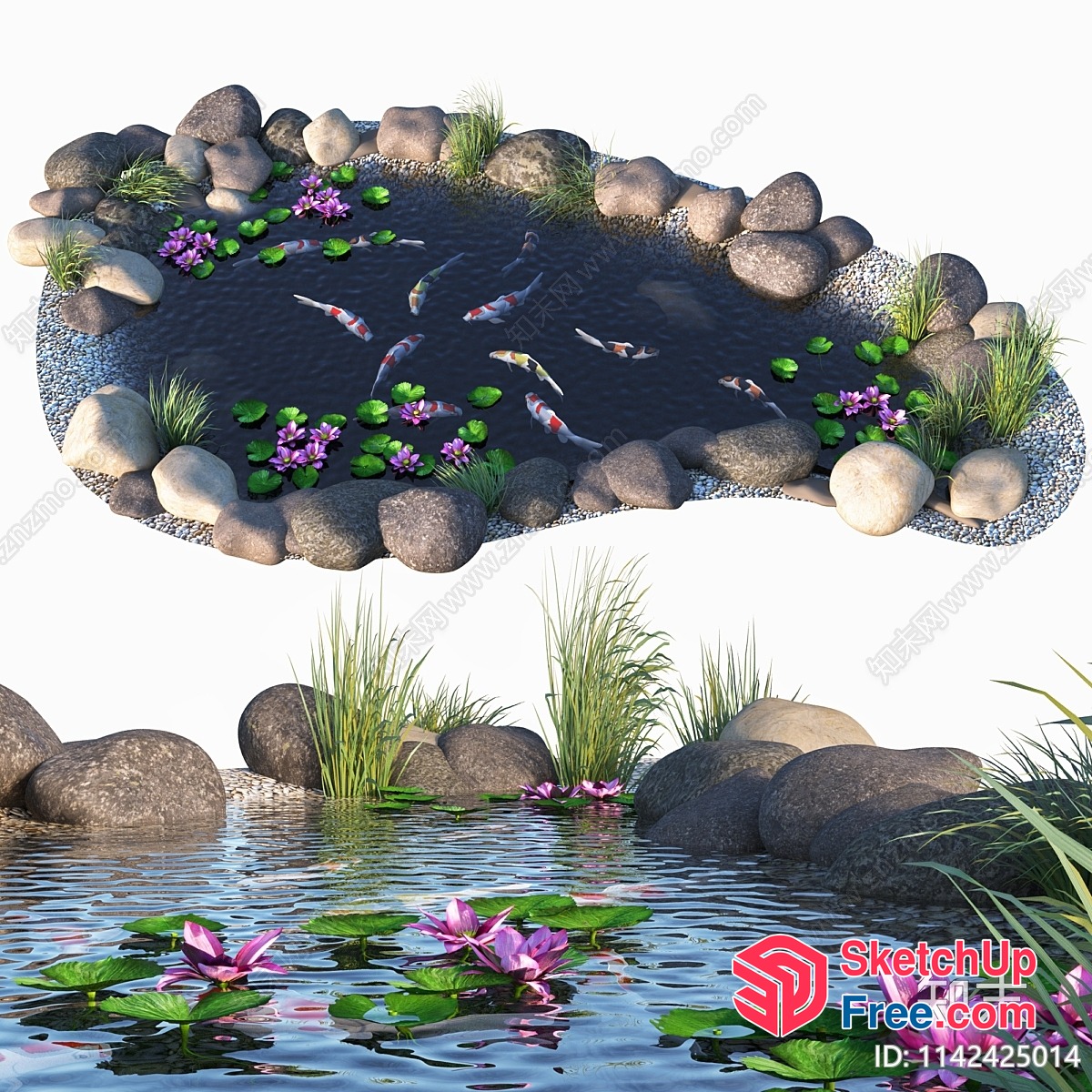 Serene Koi Pond With Vibrant Fish And Lush Greenery 3D SketchUp File
