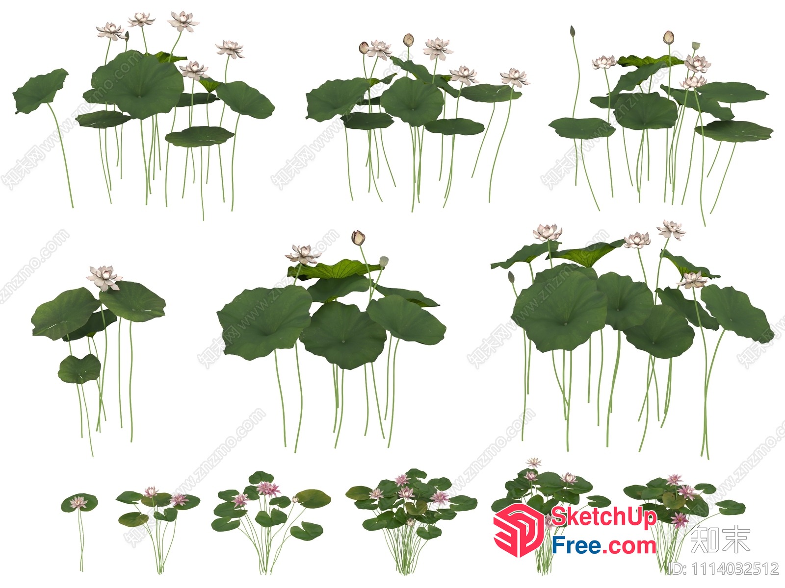 Lotus Flower In Various Poses And Stages Of Bloom 3D SketchUp File