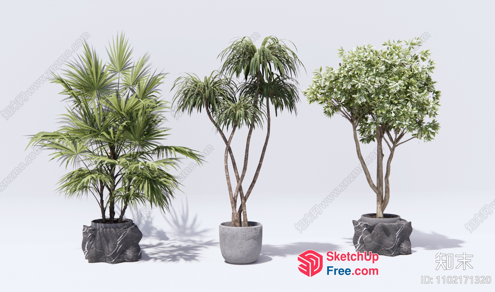 Three Potted Plants In Different Styles 3D SketchUp File