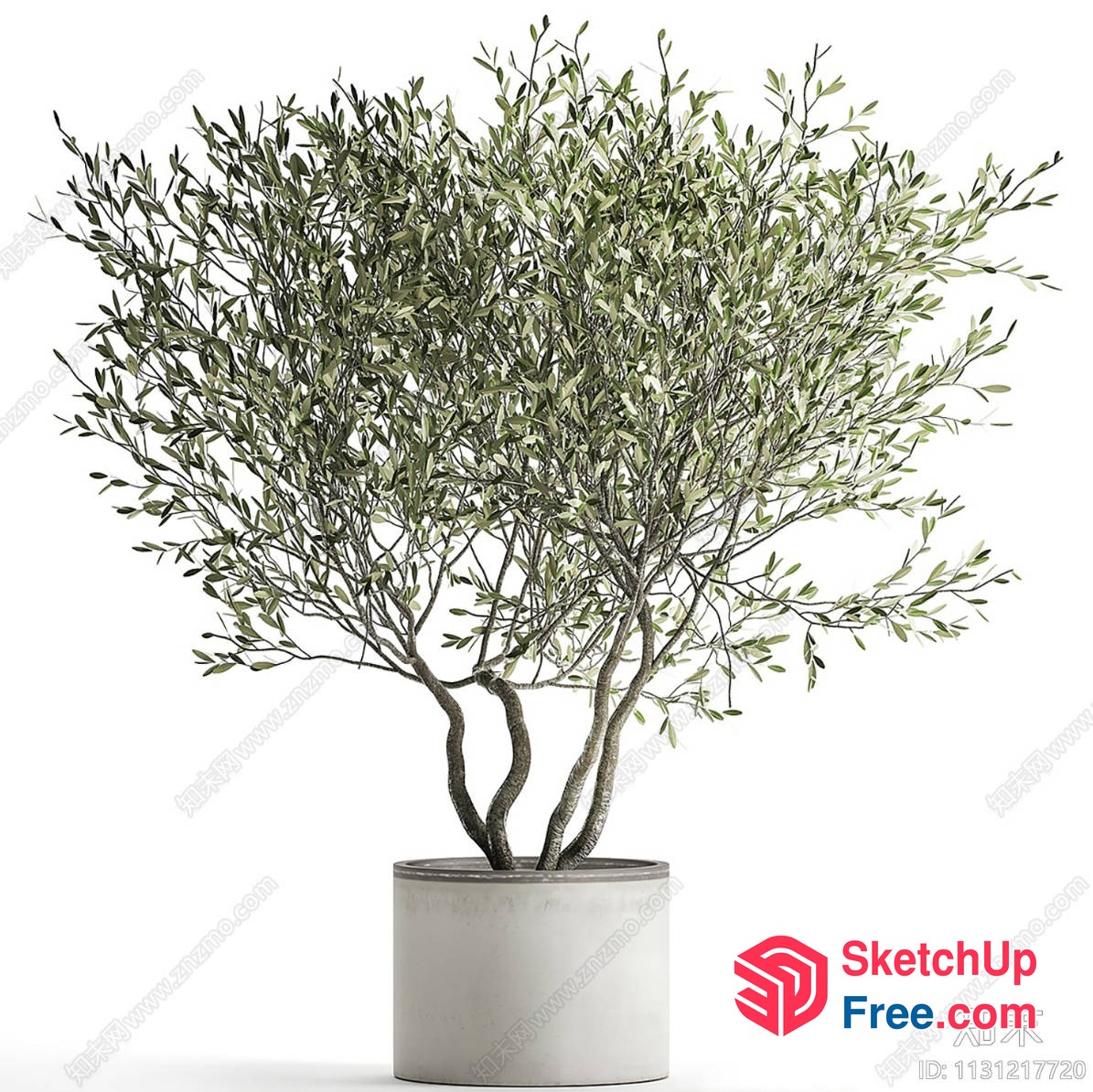 Elegant Olive Tree In White Ceramic Pot 3D SketchUp File