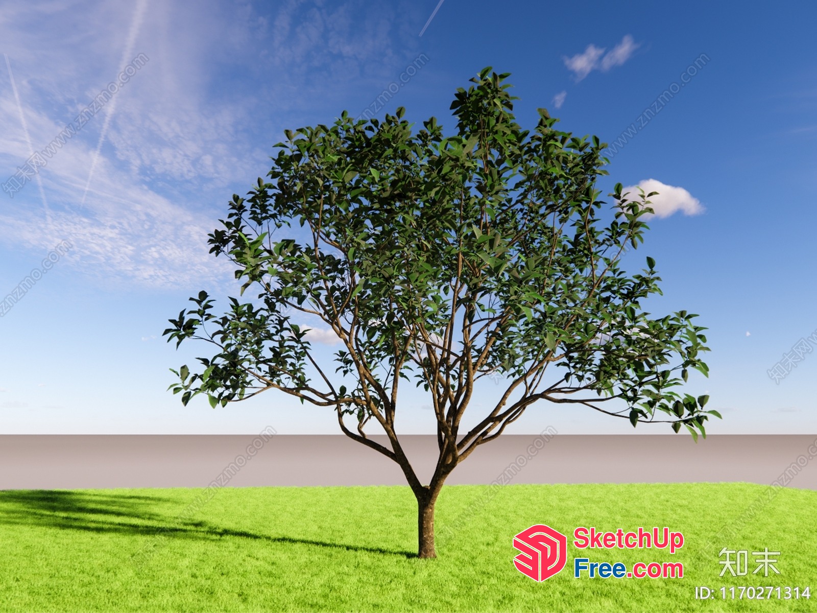A Tree Standing Alone In A Field Of Grass 3D SketchUp File