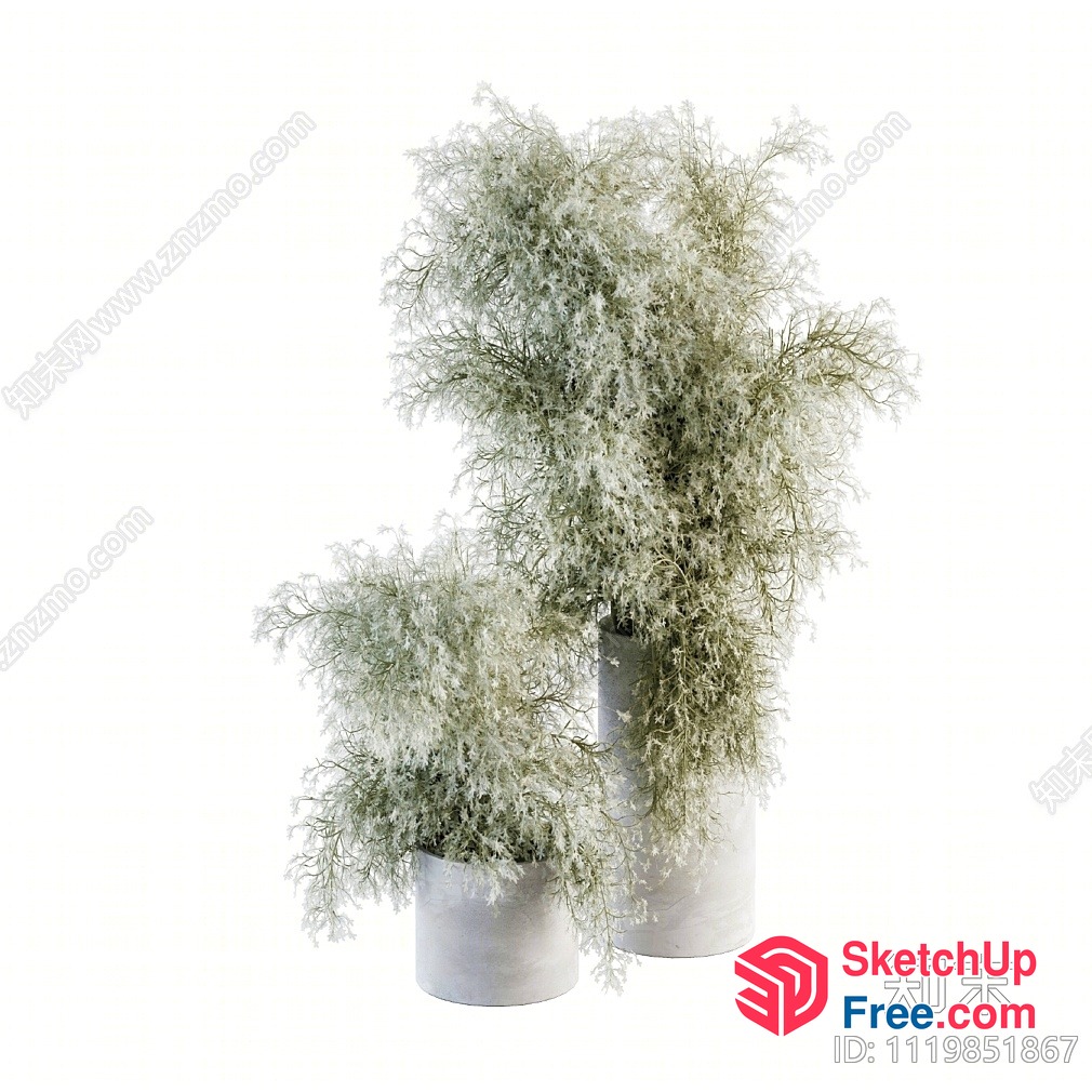 Two Potted White Trees 3D SketchUp File