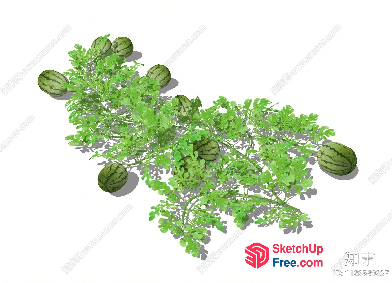 Watermelon Plant With Green Foliage And Fruit 3D SketchUp File