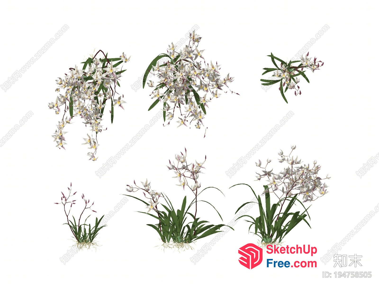 White Flowering Plants 3D SketchUp File