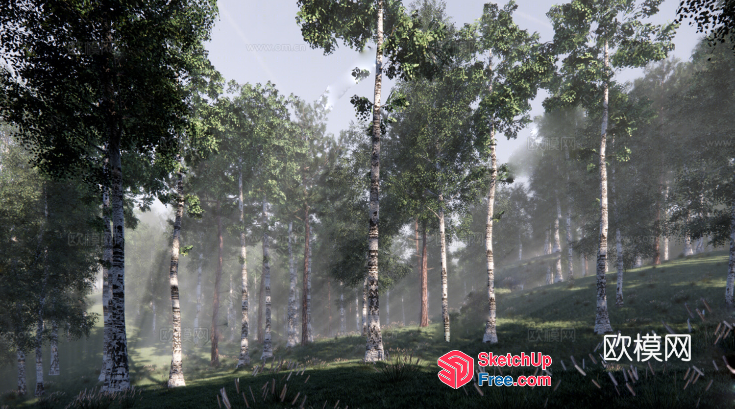 Serene Forest Scene With Tall Trees And Misty Atmosphere 3D SketchUp File