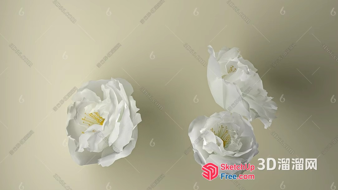 Three White Flowers With Yellow Centers 3D SketchUp File