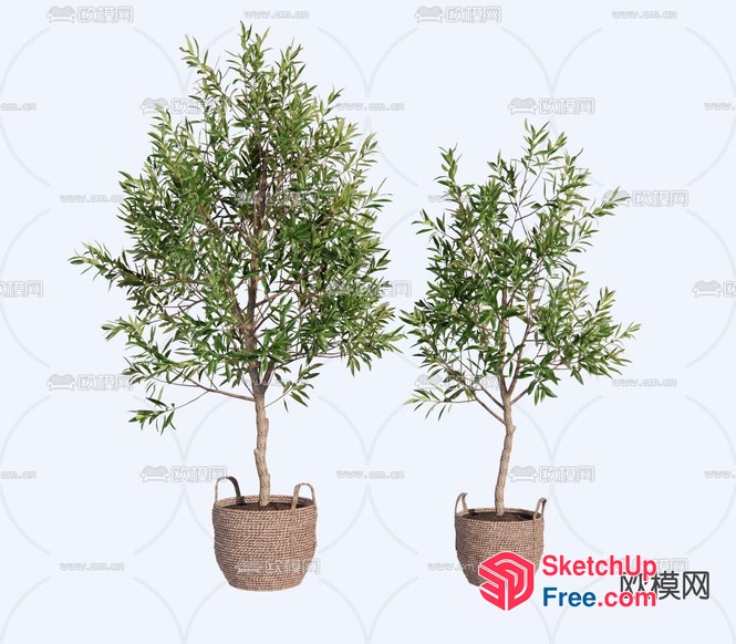 Two Potted Plants With Natural Baskets 3D SketchUp File
