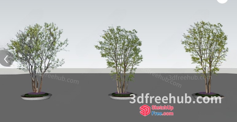 Three Trees In A Row 3D SketchUp File