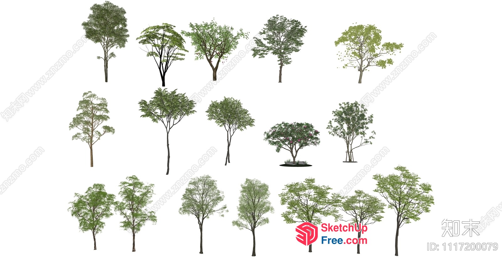 Various Trees 3D SketchUp File