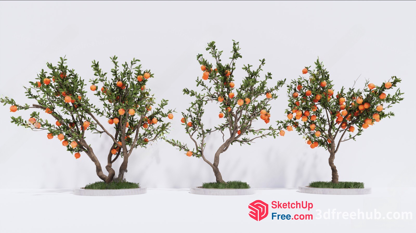 3D Model Of Three Orange Trees In A Row 3D SketchUp File