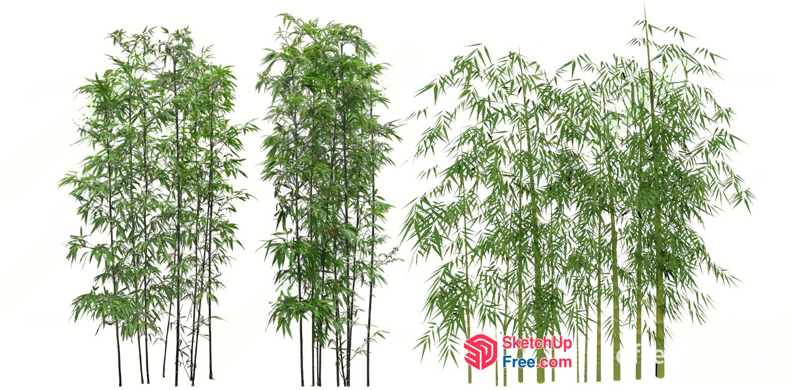 Tall Green Bamboo Plants 3D SketchUp File