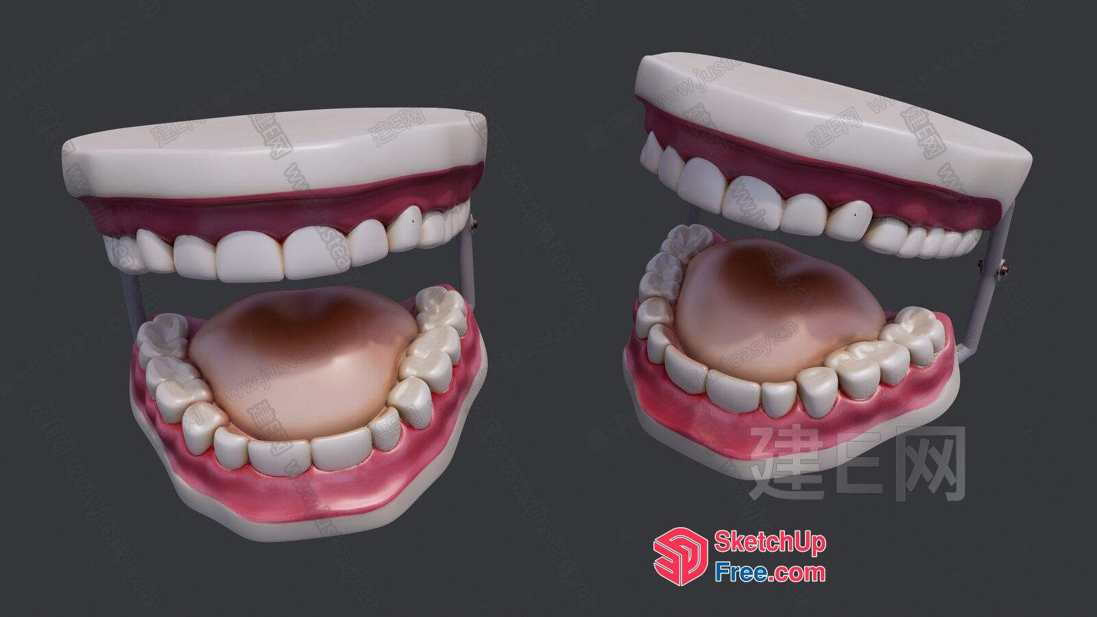 Dental Model With Teeth And Gum 3D SketchUp File