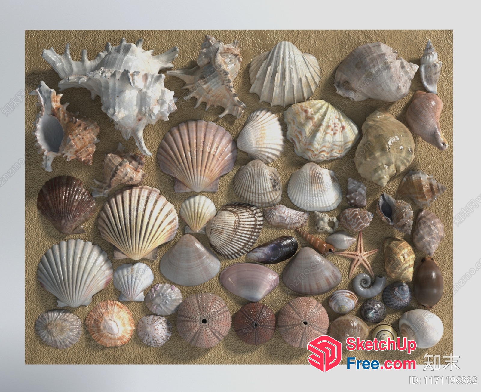 Seashell Collection On Sand 3D SketchUp File