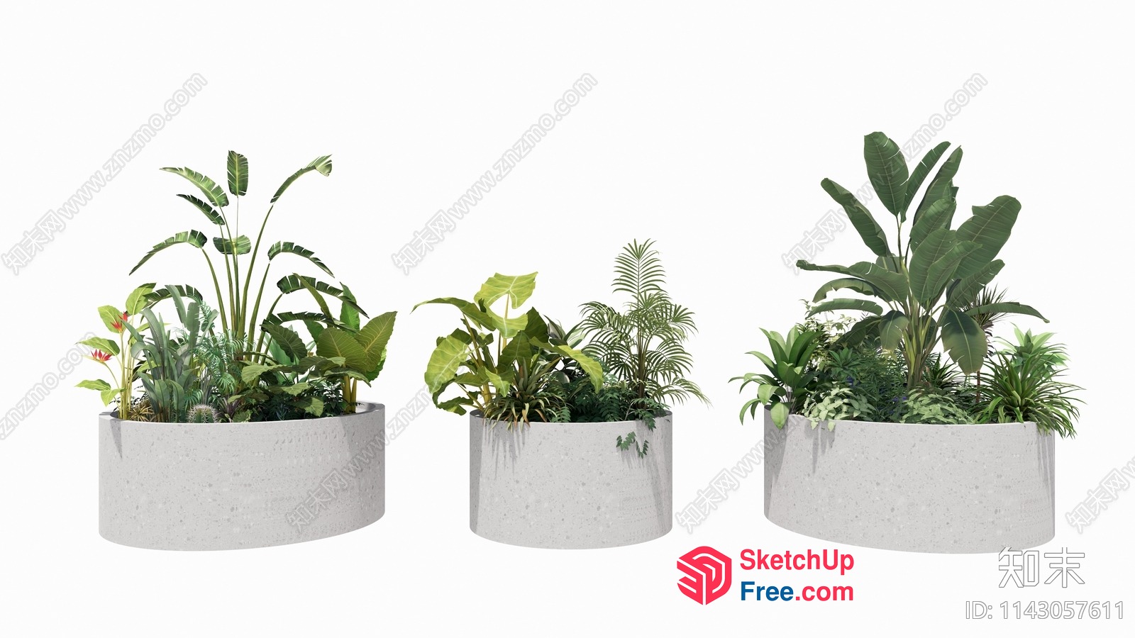 Three Potted Plants On A White Background 3D SketchUp File