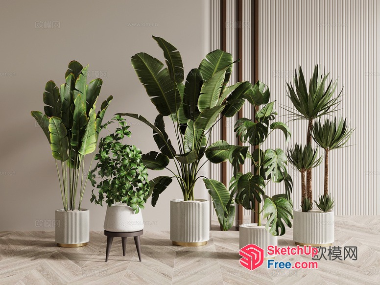Stylish Potted Plants In White Pots 3D SketchUp File