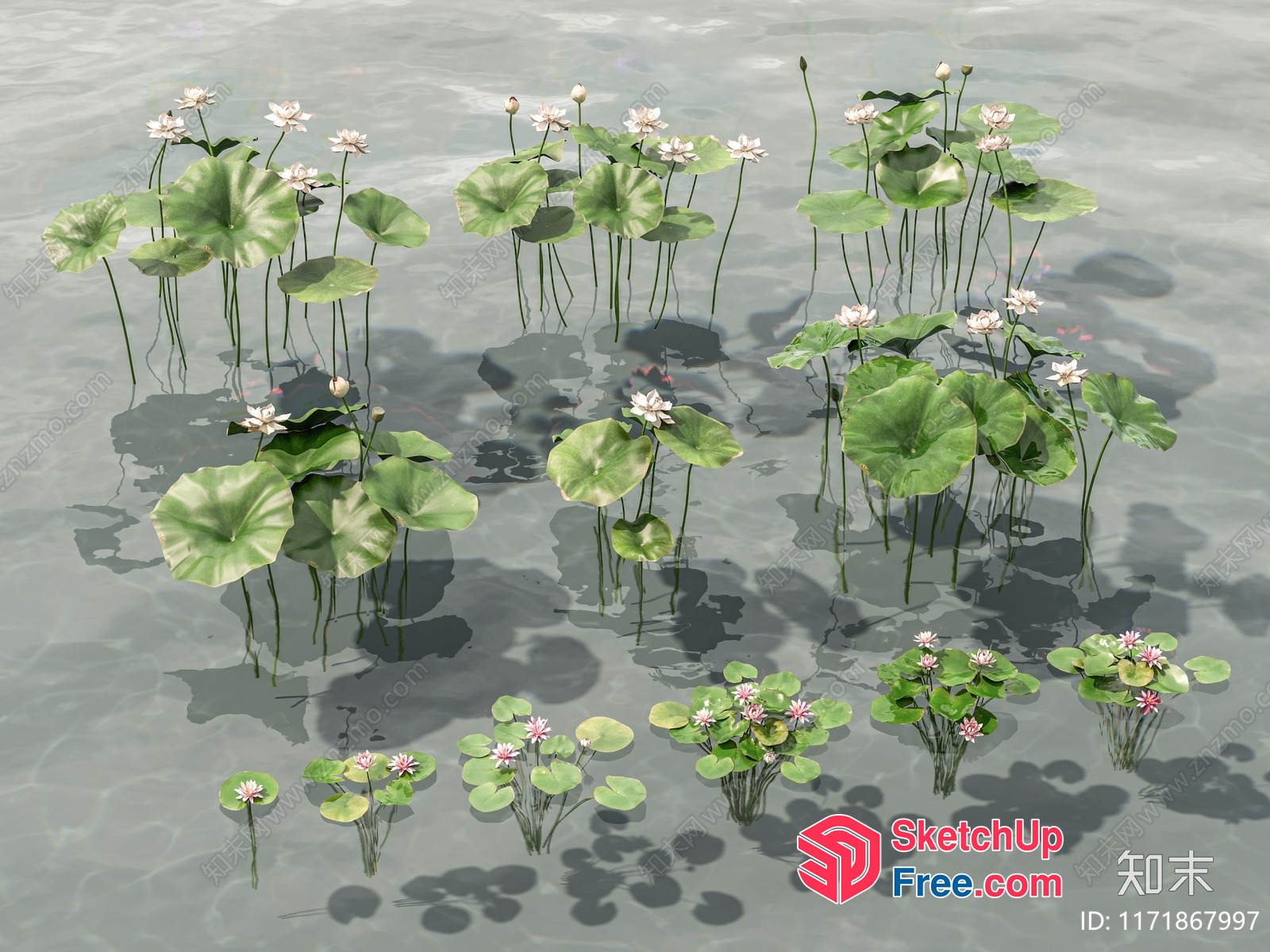 Water Lily And Lotus Flowers In A Pond 3D SketchUp File