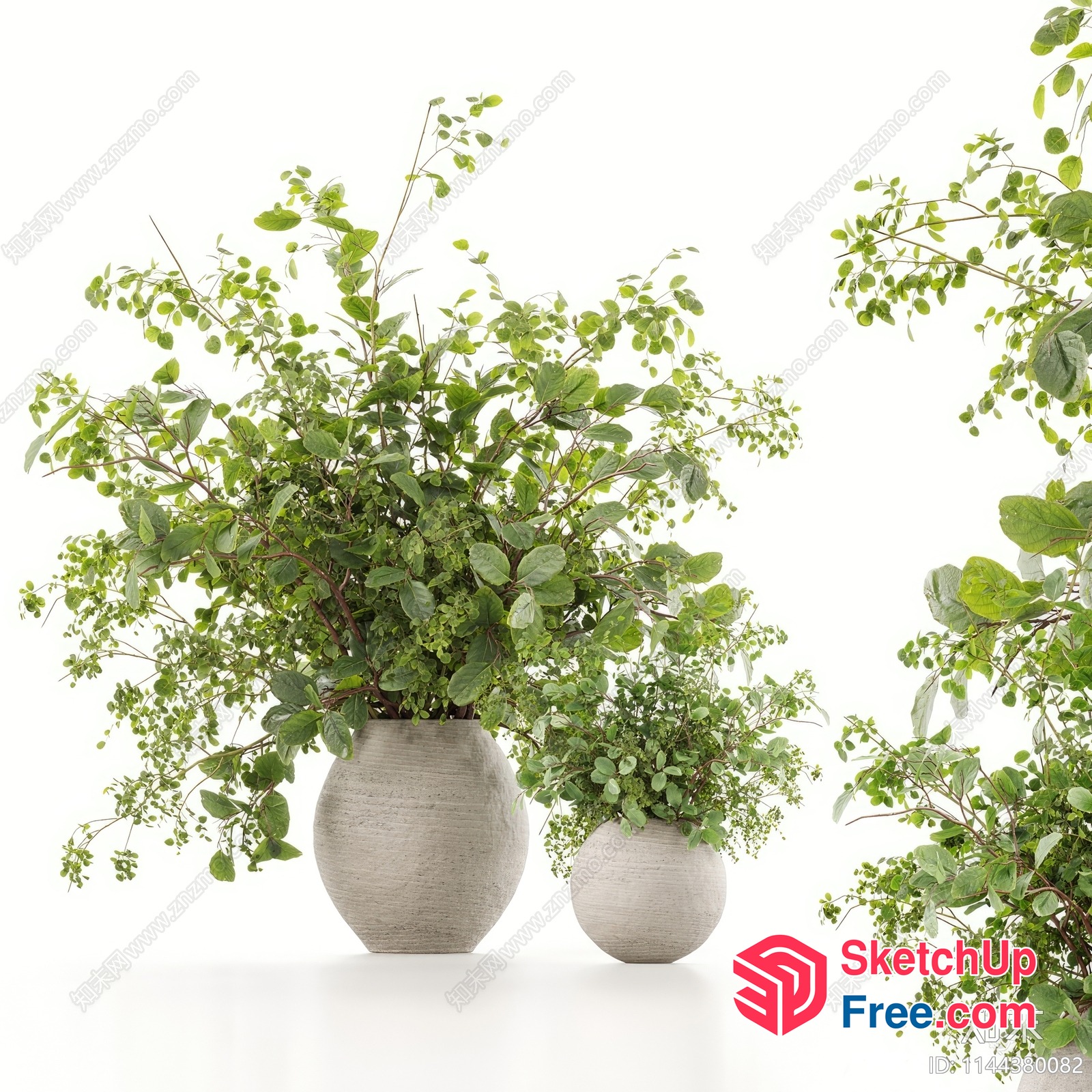 Two Potted Plants In Distinct Vases 3D SketchUp File