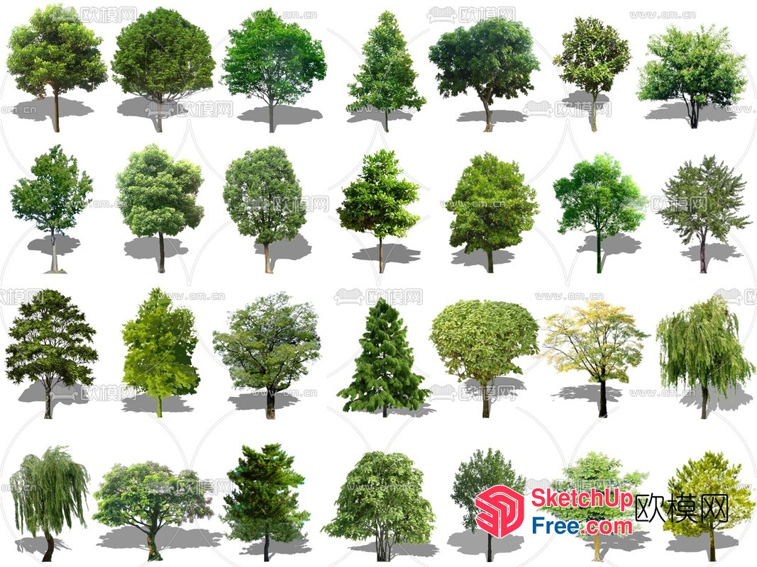 Various Trees 3D SketchUp File