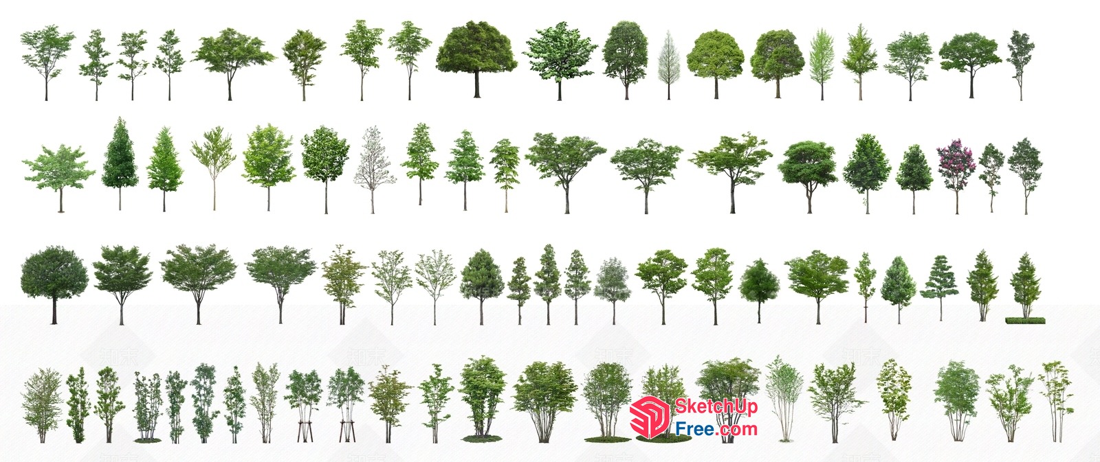 Exquisite Collection Of Various Trees 3D SketchUp File