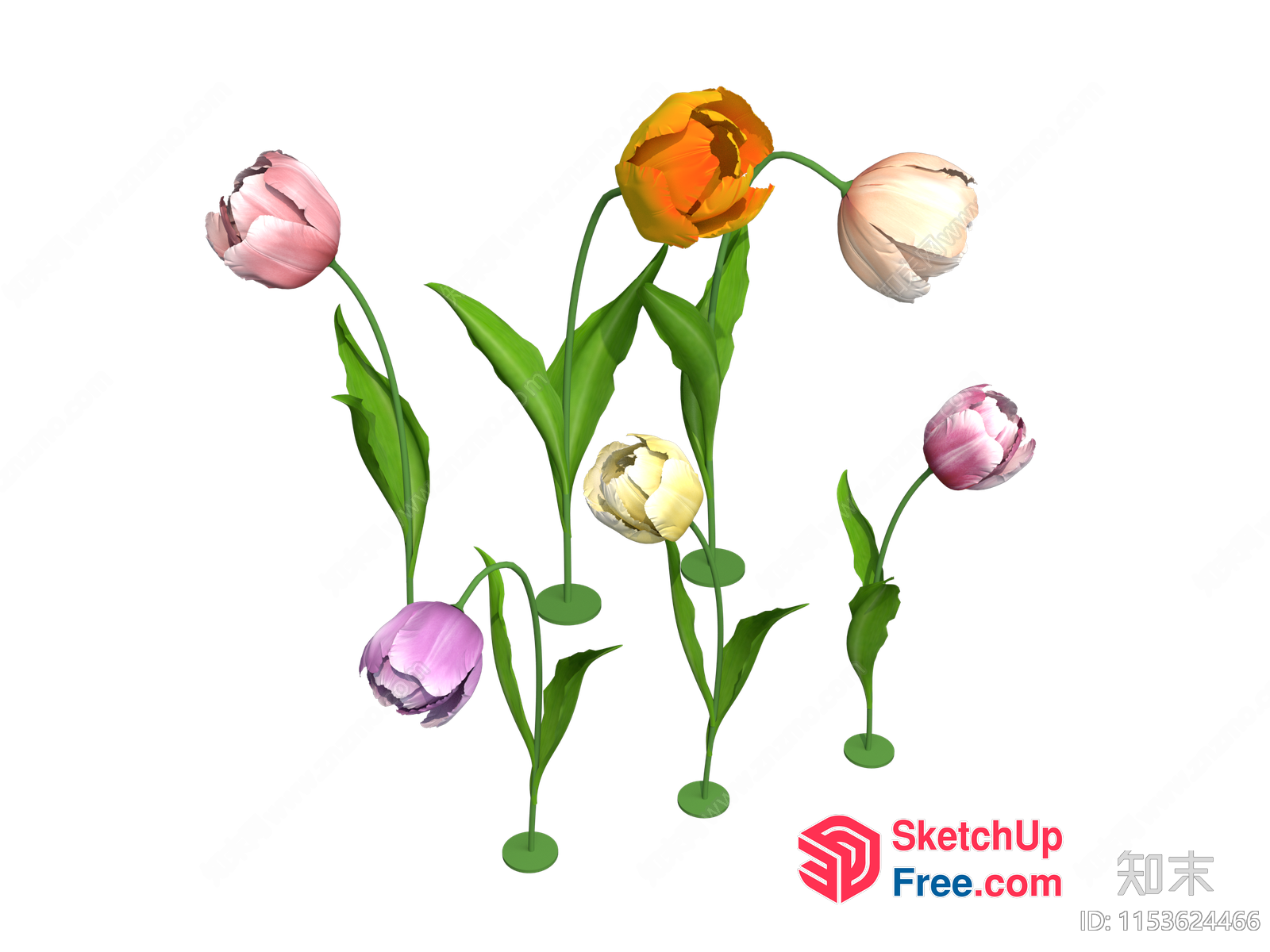 Colorful Tulips In A Dark Background 3D SketchUp File