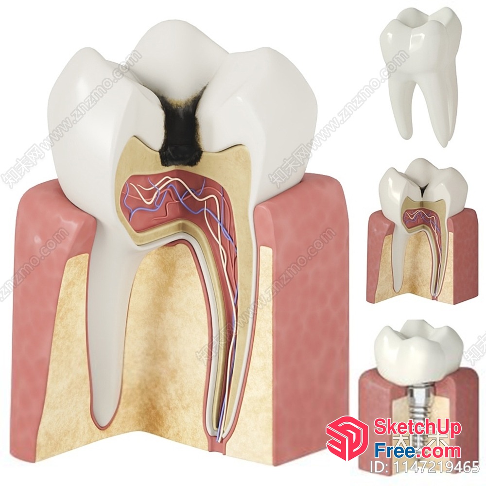 Dental Anatomy Model 3D SketchUp File
