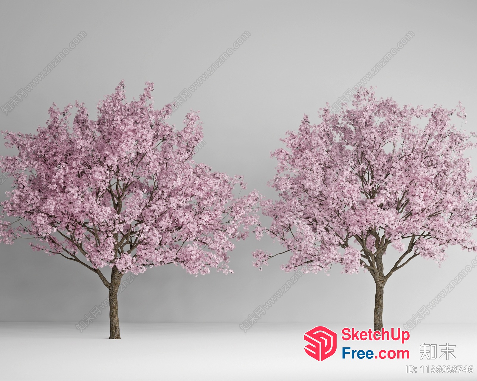 Two Trees In A Row With Pink Blooms 3D SketchUp File