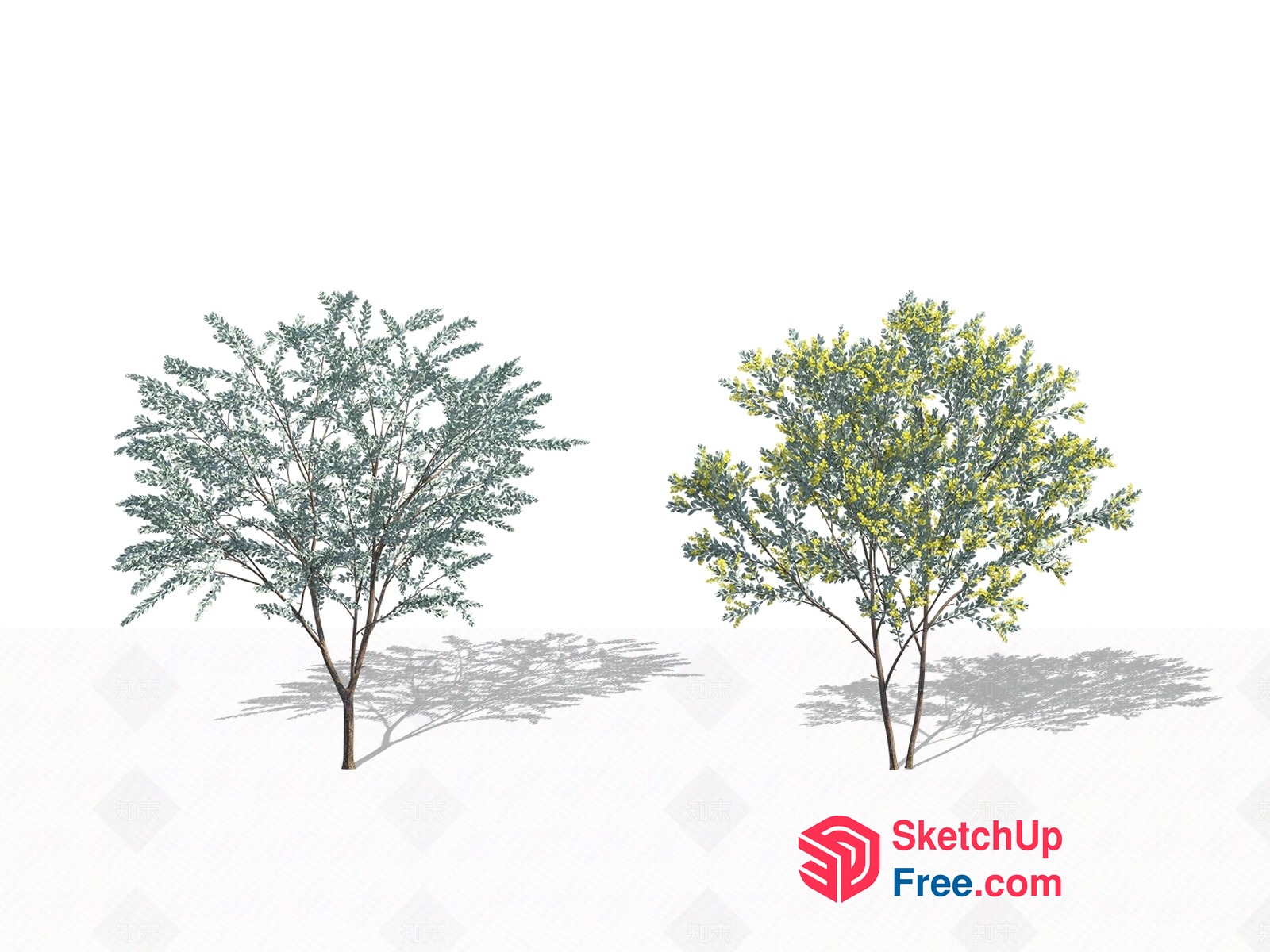 Two Trees In Different Seasons 3D SketchUp File