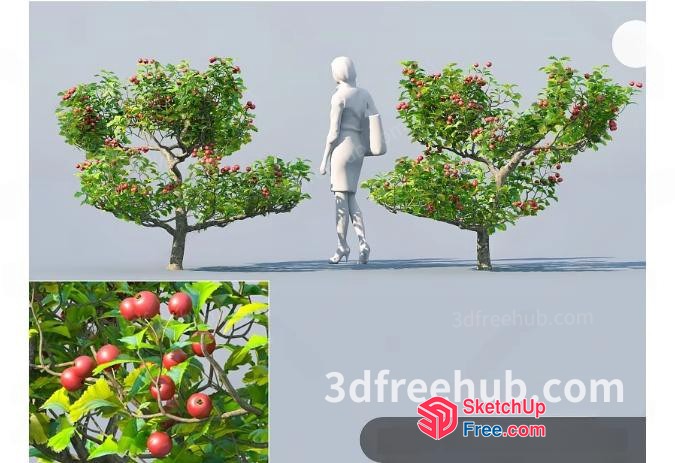 3D Rendering Of A Woman Standing Beside Two Apple Trees 3D SketchUp File