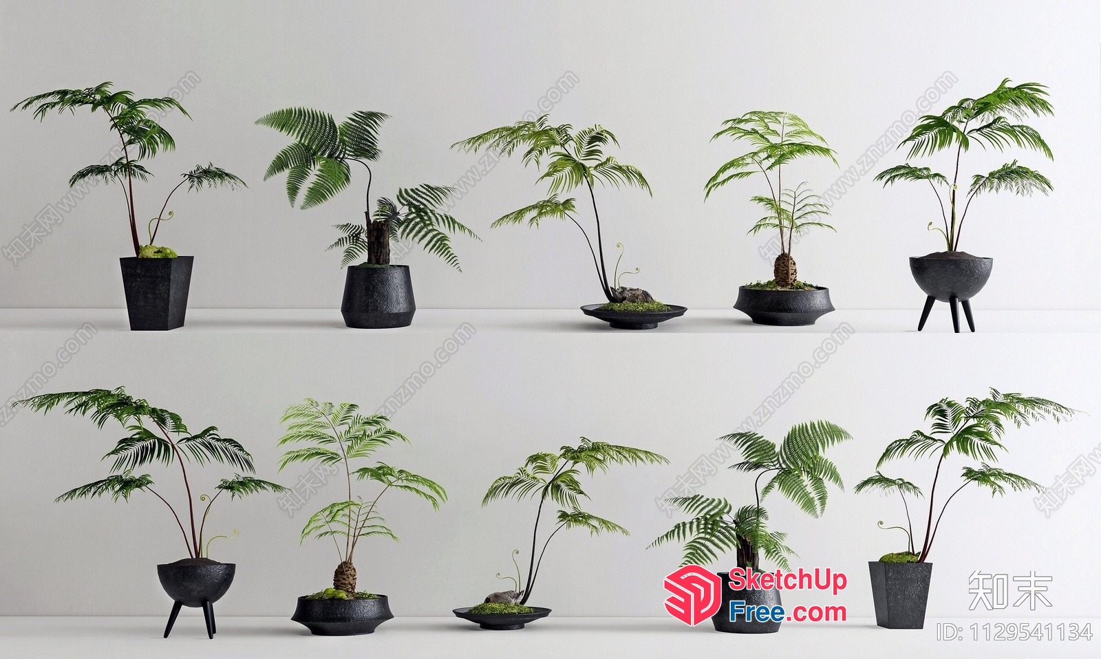 Exotic Potted Plants In Black Pots 3D SketchUp File