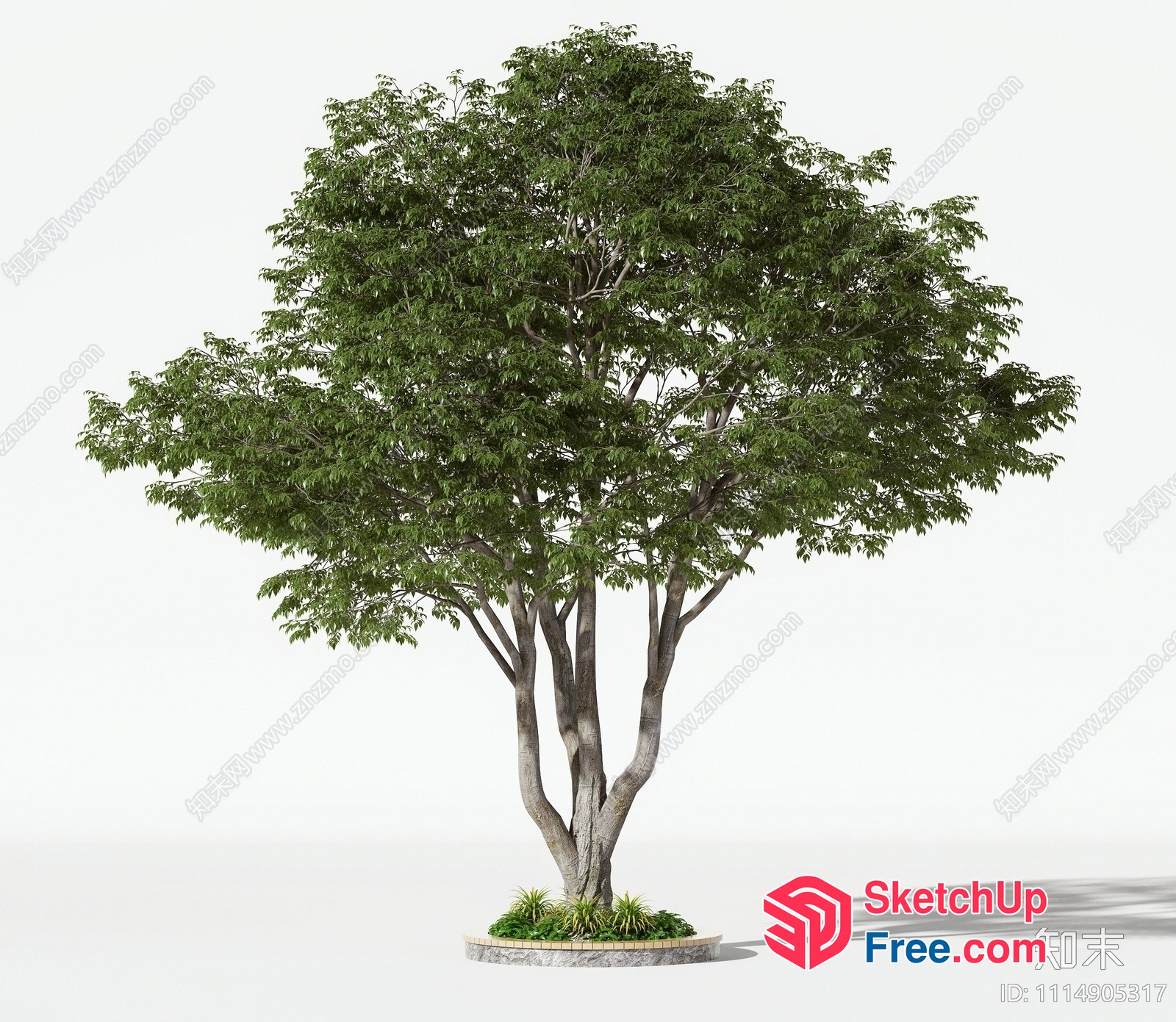 Tree In A Circular Planter With Decorative Stones 3D SketchUp File
