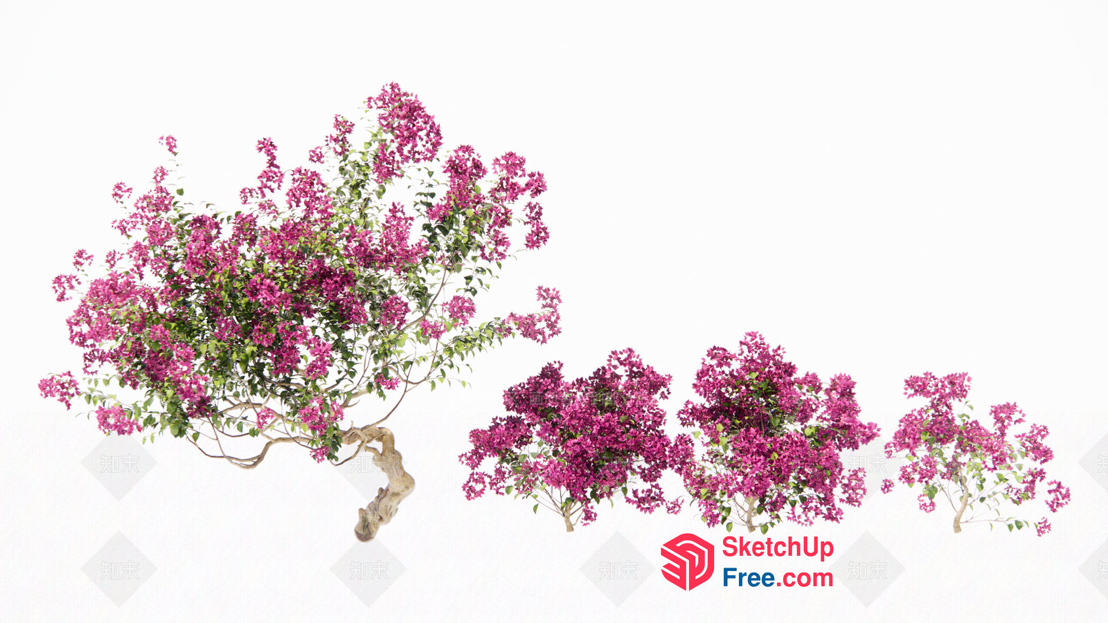 Vibrant Bougainvillea Bush 3D SketchUp File