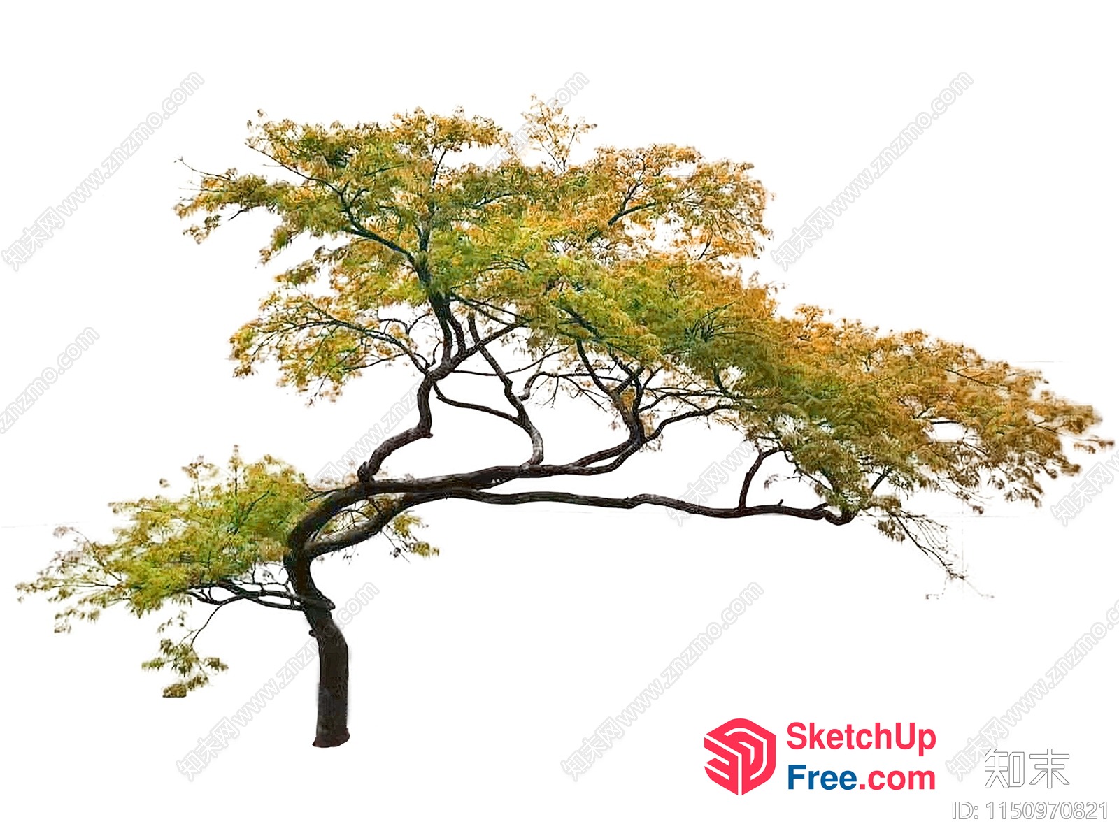 Elegant Tree With Vibrant Green And Yellow Leaves 3D SketchUp File