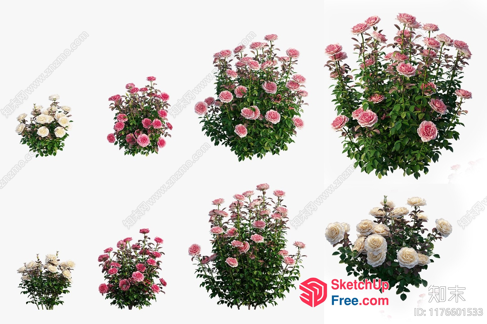 Beautiful Pink And White Roses In A Garden 3D SketchUp File