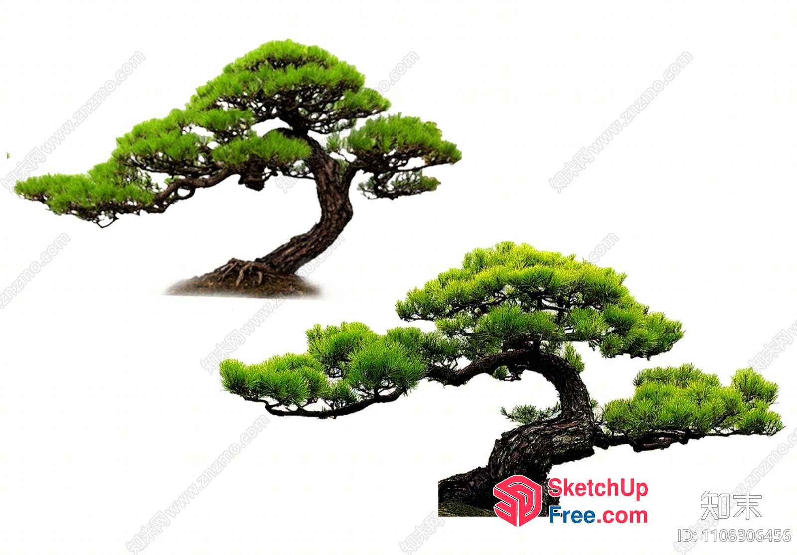 Curved Trunk Pine Tree 3D SketchUp File