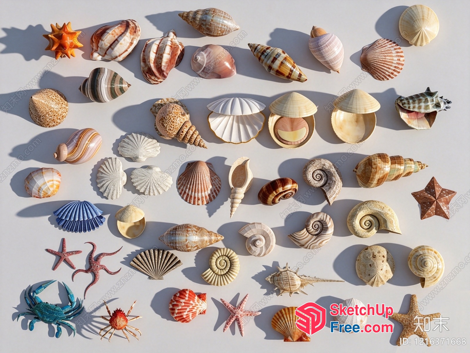 Seashell Collection 3D SketchUp File