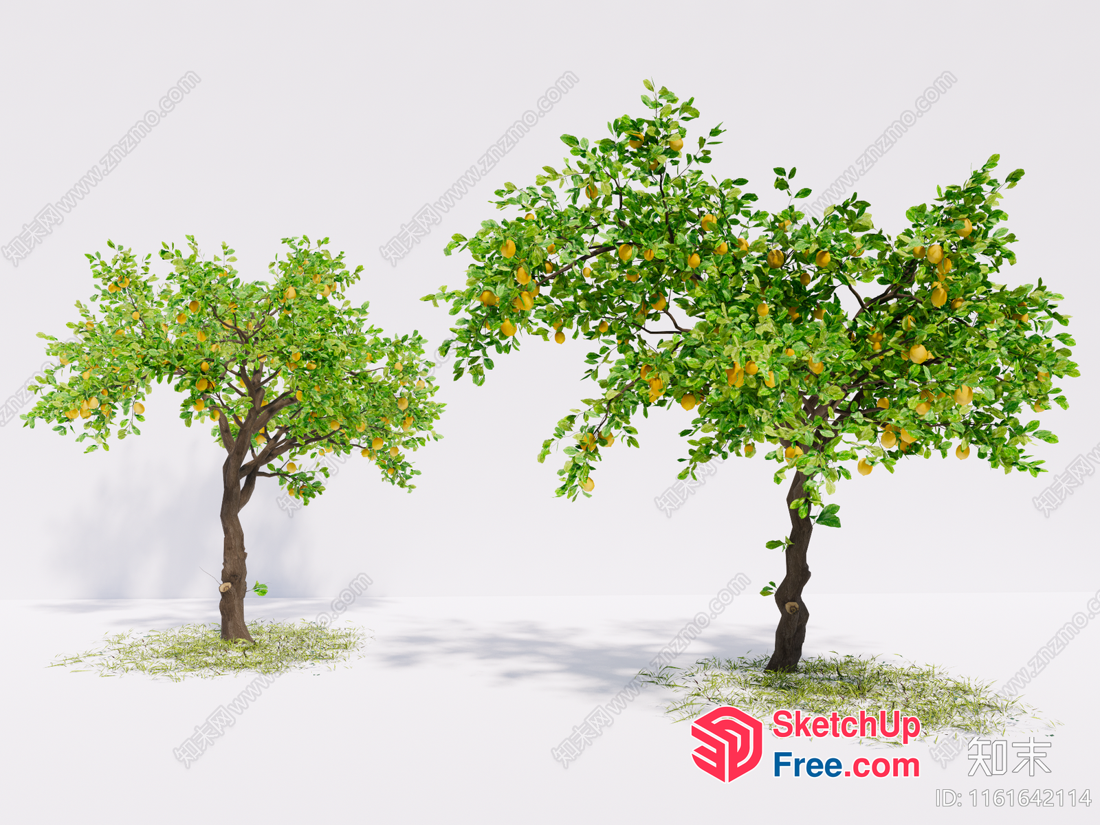 Two Lemon Trees Standing In A Field 3D SketchUp File