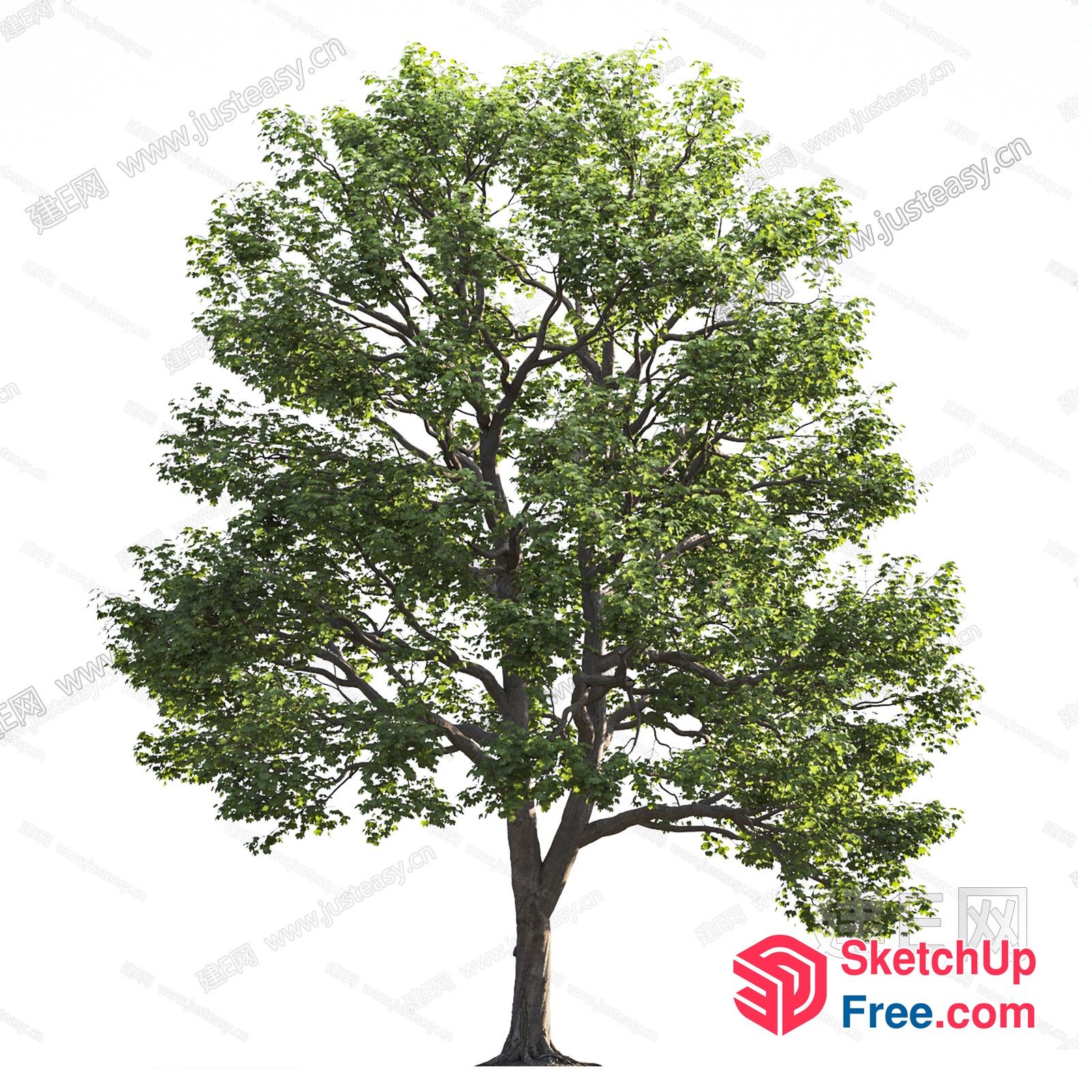 Tree With Green Leaves And Branches 3D SketchUp File