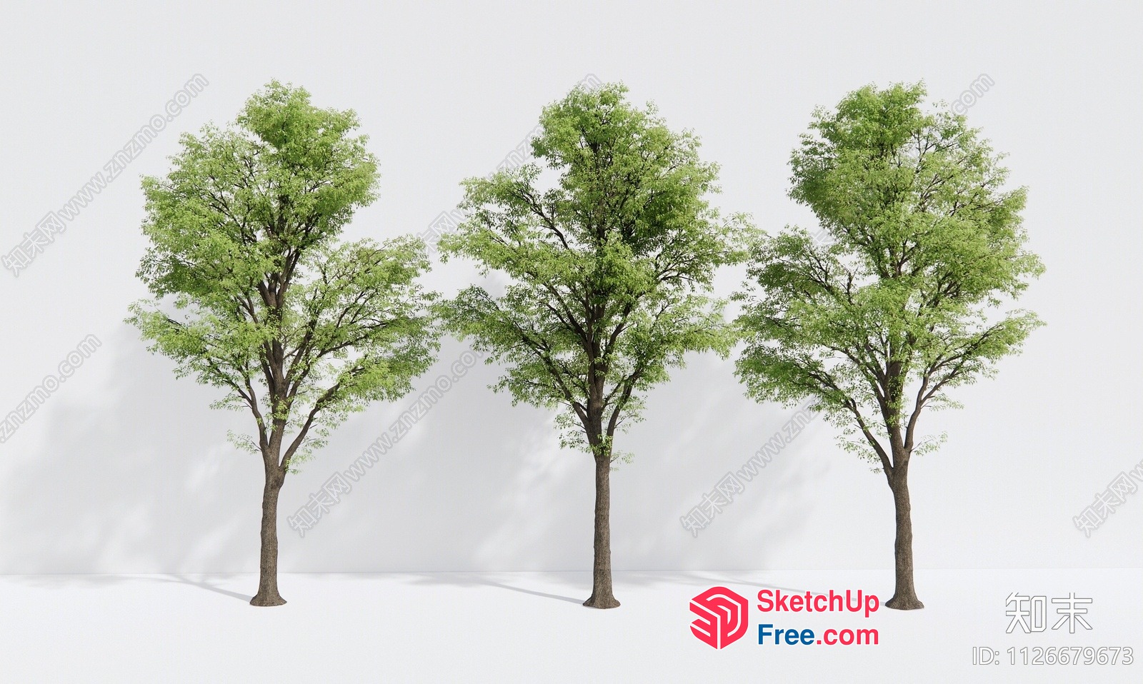 Three Trees Standing In A Row 3D SketchUp File