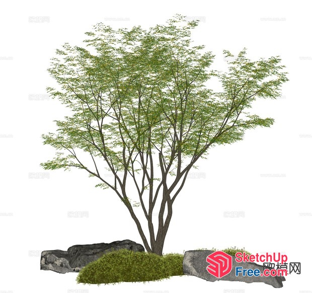 Japanese Style Tree In A Garden 3D SketchUp File