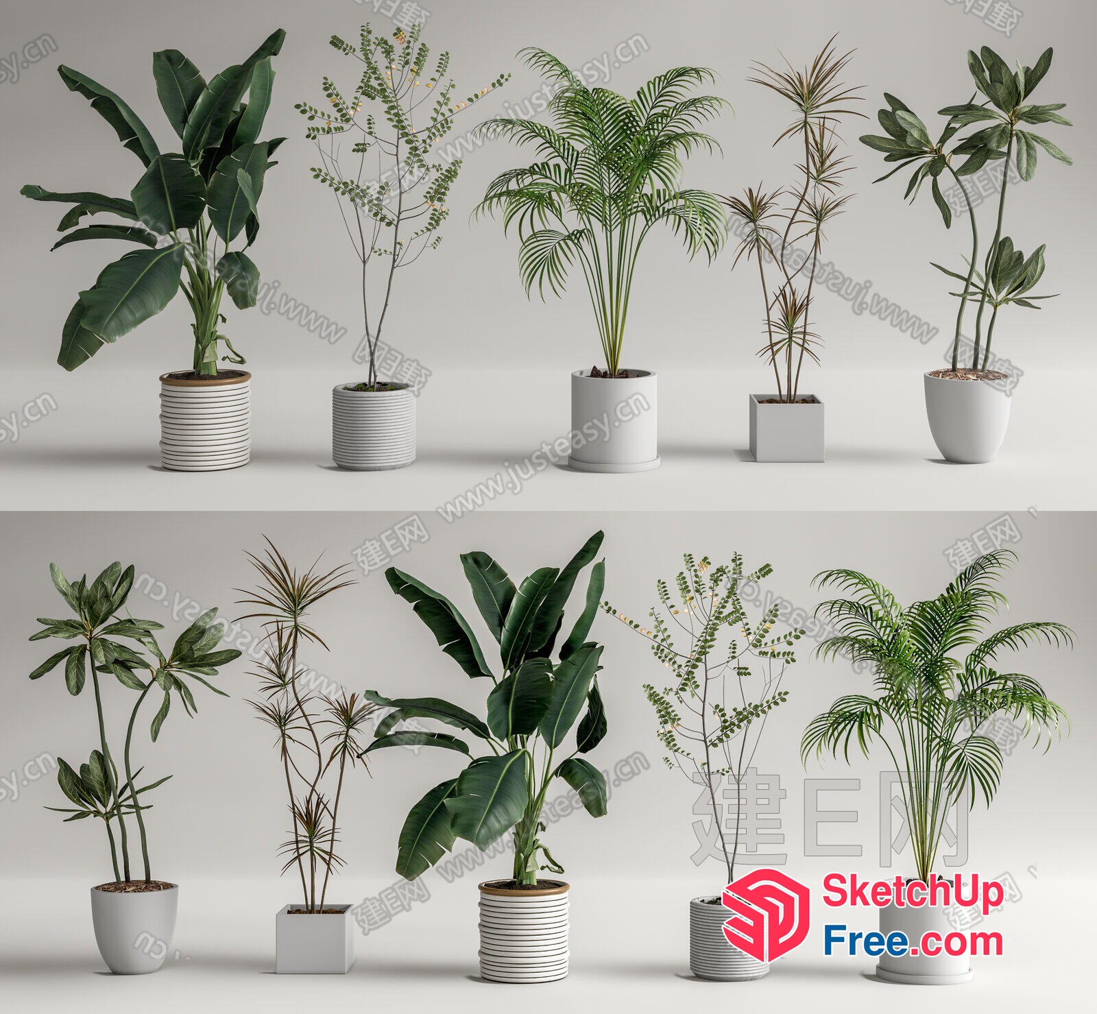 Potted Plants In White Pots 3D SketchUp File