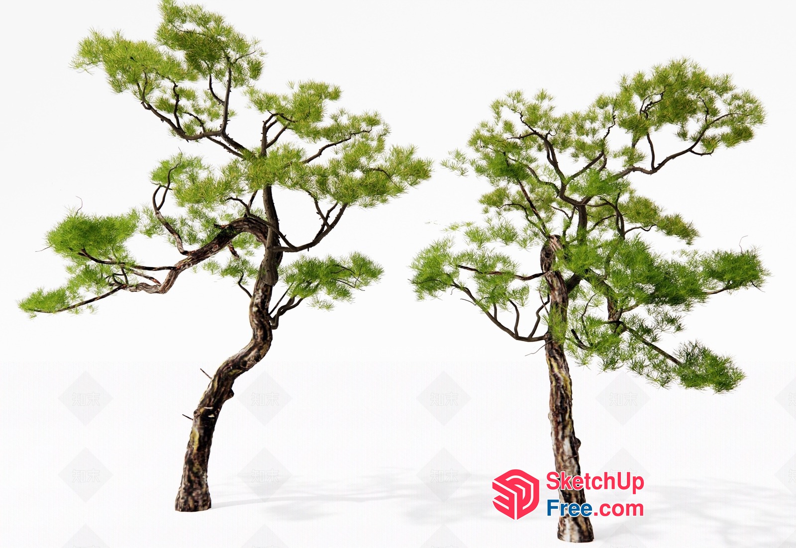 Two Trees Standing Together In Harmony 3D SketchUp File