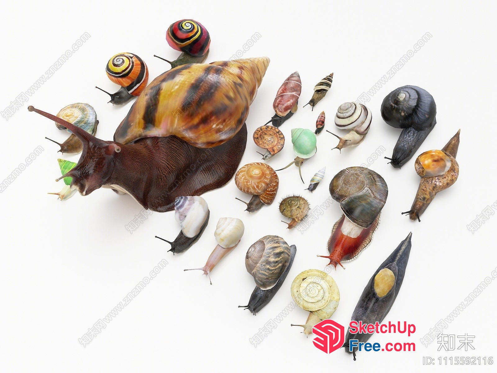 Exotic Snail Species Collection 3D SketchUp File