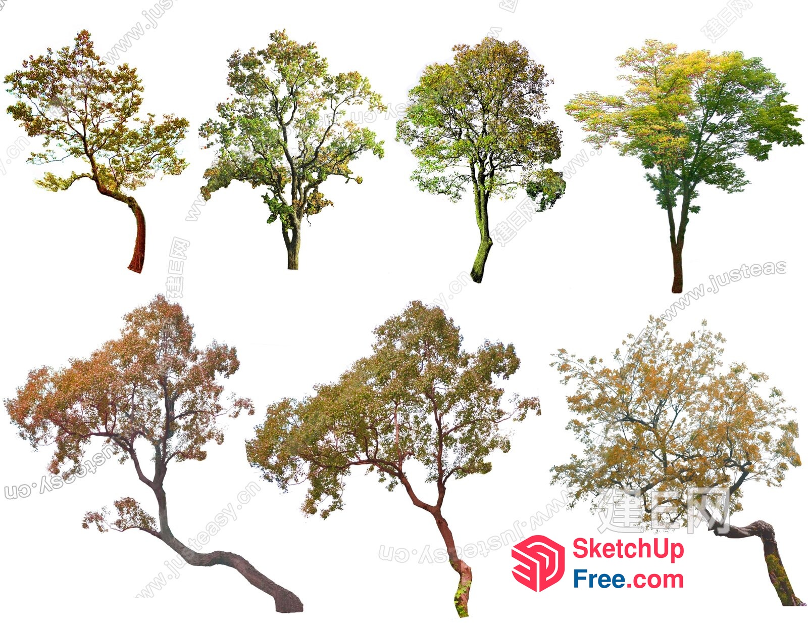 Various Tree Species In Different Seasons 3D SketchUp File