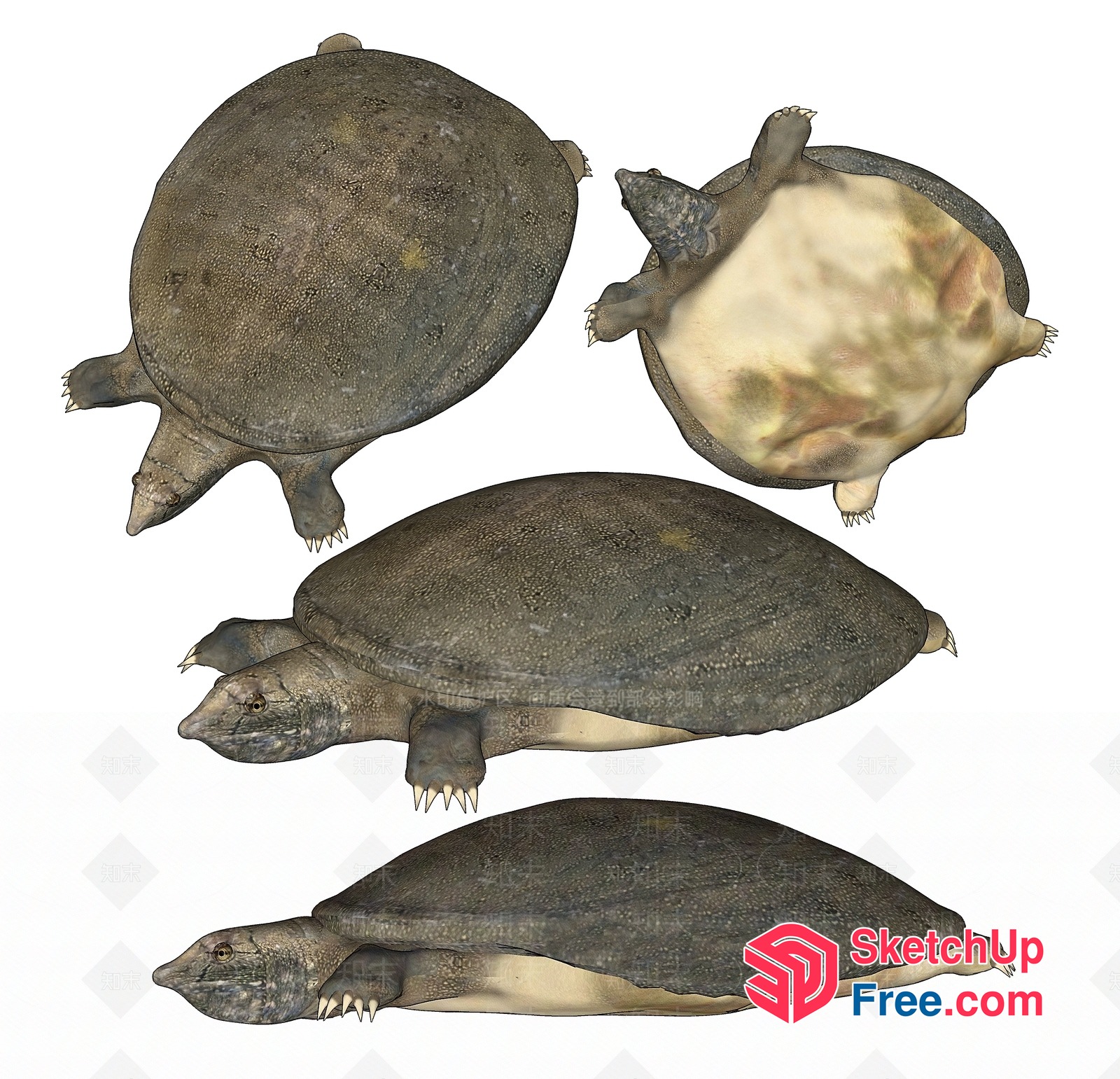 Realistic Turtle Model 3D SketchUp File