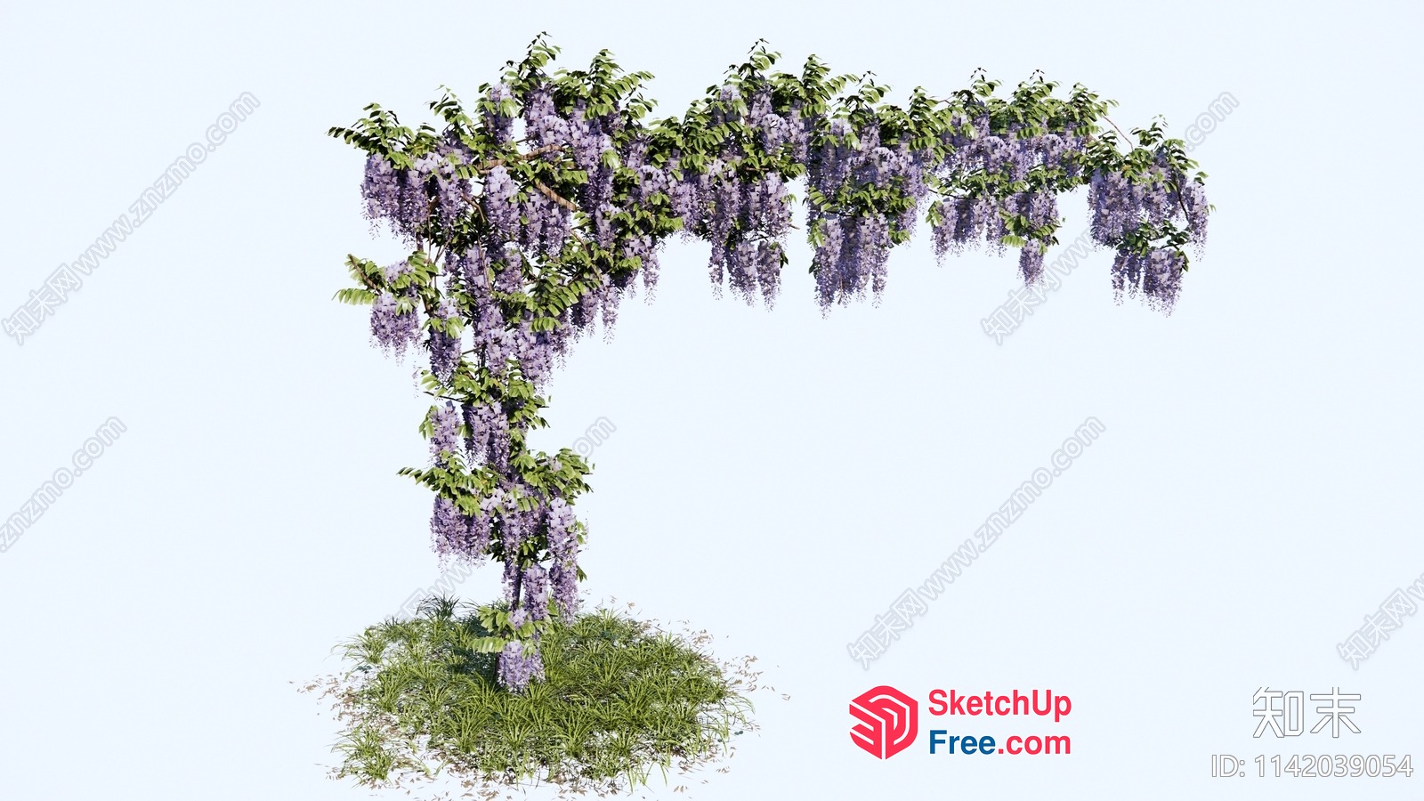 Wisteria Flowering Tree 3D SketchUp File