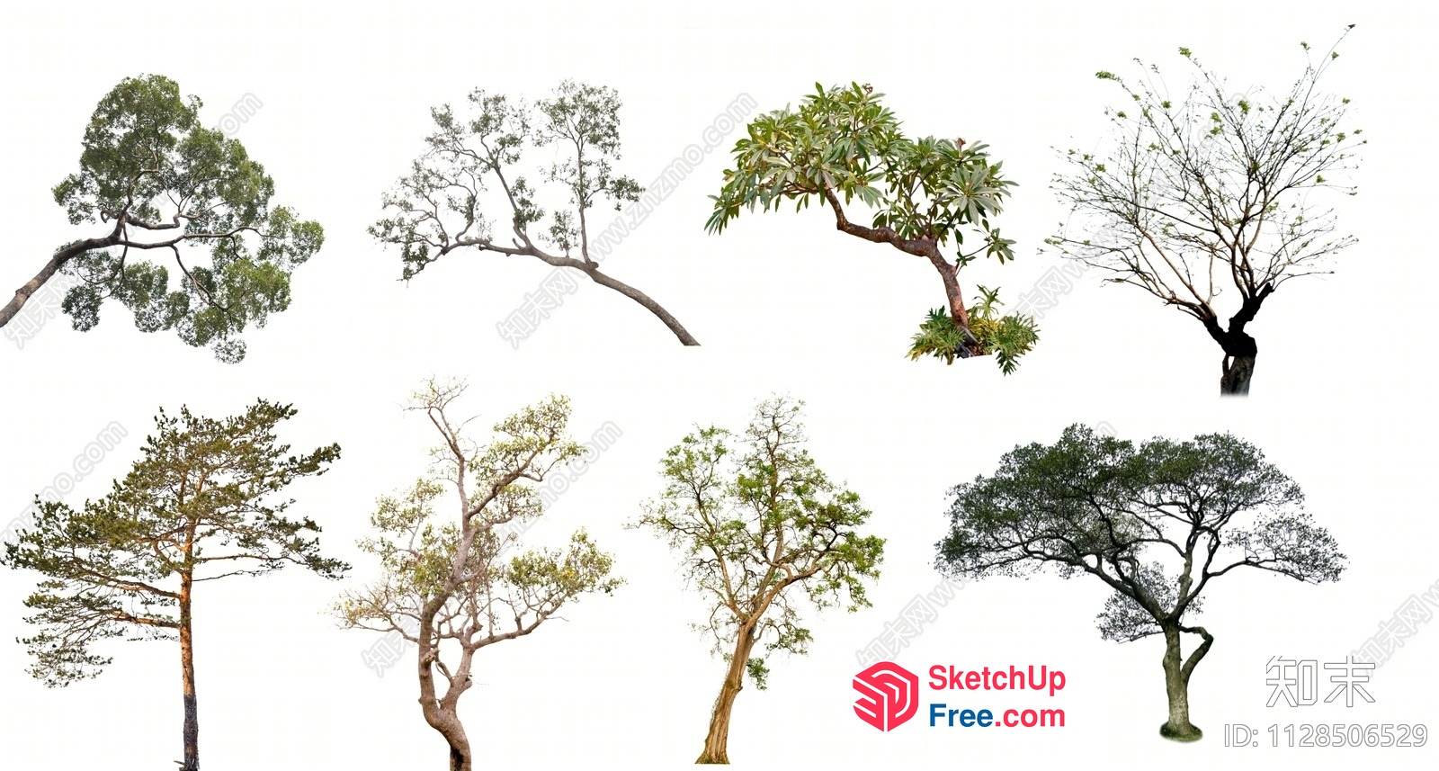 A Collection Of Trees With Distinctive Shapes And Textures 3D SketchUp File