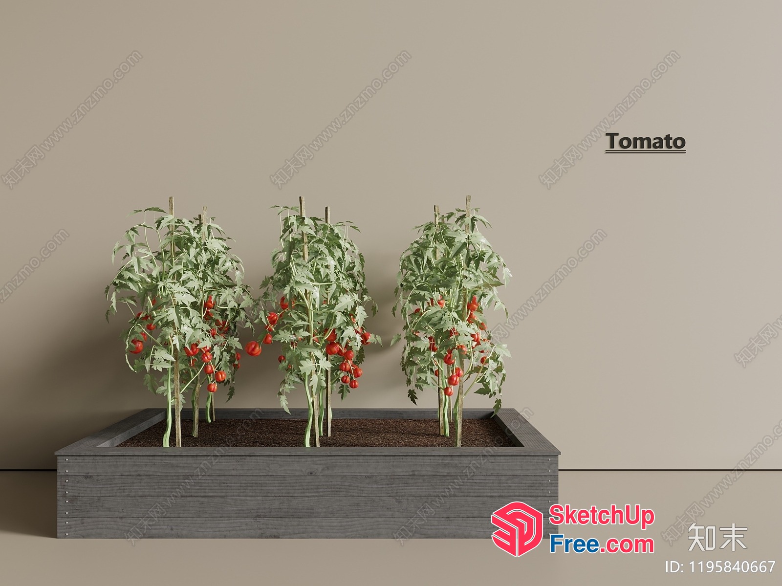 Three Tomatoes Plants Growing In A Wooden Planter 3D SketchUp File